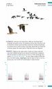 Veldgids Vogeltrek: Trekvogels Herkennen aan Hun Roep [Field Guide to Bird Migration: Recognising Migratory Birds by Their Calls]