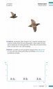 Veldgids Vogeltrek: Trekvogels Herkennen aan Hun Roep [Field Guide to Bird Migration: Recognising Migratory Birds by Their Calls]