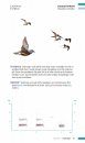 Veldgids Vogeltrek: Trekvogels Herkennen aan Hun Roep [Field Guide to Bird Migration: Recognising Migratory Birds by Their Calls]