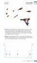 Veldgids Vogeltrek: Trekvogels Herkennen aan Hun Roep [Field Guide to Bird Migration: Recognising Migratory Birds by Their Calls]