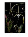 Icones Orchidacearum, Fascicle 17(2)