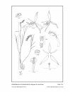 Icones Orchidacearum, Fascicle 17(2)