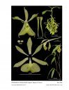 Icones Orchidacearum, Fascicle 18(1)