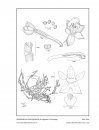 Icones Orchidacearum, Fascicle 18(1)