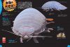 Shinkai Seibutsu [Deep-Sea Creatures]