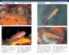 A Photographic Guide to Gobioid Fishes of Japan [Japanese]
