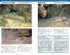 A Photographic Guide to Gobioid Fishes of Japan [Japanese]