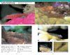 A Photographic Guide to Gobioid Fishes of Japan [Japanese]