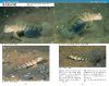 A Photographic Guide to Gobioid Fishes of Japan [Japanese]
