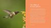 The Hummingbird Handbook