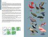 Aves do Sudeste do Brasil: Guia de Identificação [Birds of Southeast Brazil: Identification Guide]