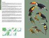Aves do Sudeste do Brasil: Guia de Identificação [Birds of Southeast Brazil: Identification Guide]