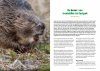 Gewilde Dieren: Herintroducties van Dieren in Nederland [Wanted Animals: Reintroductions of Animals in the Netherlands]