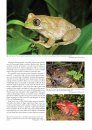 Amphibian Biology, Volume 11, Part 7 – Status and Threats of Afrotropical Amphibians