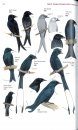 Guide to the Birds of China