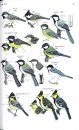 Guide to the Birds of China