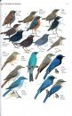 Guide to the Birds of China