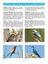 Birding in Murcia