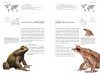 The Book of Frogs