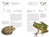 The Book of Frogs