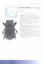 Conservation Assessment of Scarabaeine Dung Beetles in South Africa, Botswana and Namibia