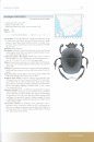 Conservation Assessment of Scarabaeine Dung Beetles in South Africa, Botswana and Namibia