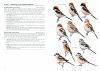 Shrikes of the World