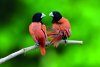 Estrildid Finches of the World