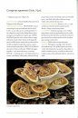 Polypores and Similar Fungi of Eastern and Central North America