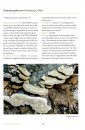 Polypores and Similar Fungi of Eastern and Central North America
