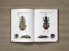 Ground Beetles of Africa