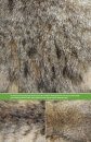 The Hair Scale Identification Guide to Terrestrial Mammalian Carnivores of Canada