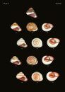 The Conchological Albums – Terrestrial Molluscs, Volume 1