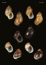 The Conchological Albums – Terrestrial Molluscs, Volume 1