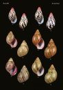 The Conchological Albums – Terrestrial Molluscs, Volume 1