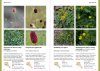 A Field Guide to the Plants of Armenia