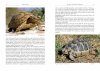 Field Guide to the Amphibians and Reptiles of Israel