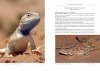 Field Guide to the Amphibians and Reptiles of Israel