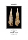 Illustrated Catalogue of the Described Fossil Terebras of the World