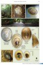 Freshwater Snails of Britain and Ireland