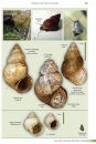 Freshwater Snails of Britain and Ireland