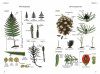 Le Glossaire Illustré pour la Botanique de Terrain [The Illustrated Plant Glossary: A Visual Dictionary for Field Botany]