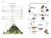 Le Glossaire Illustré pour la Botanique de Terrain [The Illustrated Plant Glossary: A Visual Dictionary for Field Botany]