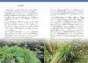 Identification Guide to Japanese Ferns [Japanese]