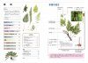 Identification Guide to Japanese Ferns [Japanese]