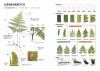 Identification Guide to Japanese Ferns [Japanese]