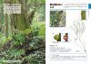 Identification Guide to Japanese Ferns [Japanese]