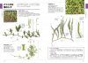 Identification Guide to Japanese Ferns [Japanese]