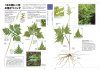 Identification Guide to Japanese Ferns [Japanese]