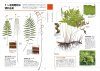 Identification Guide to Japanese Ferns [Japanese]